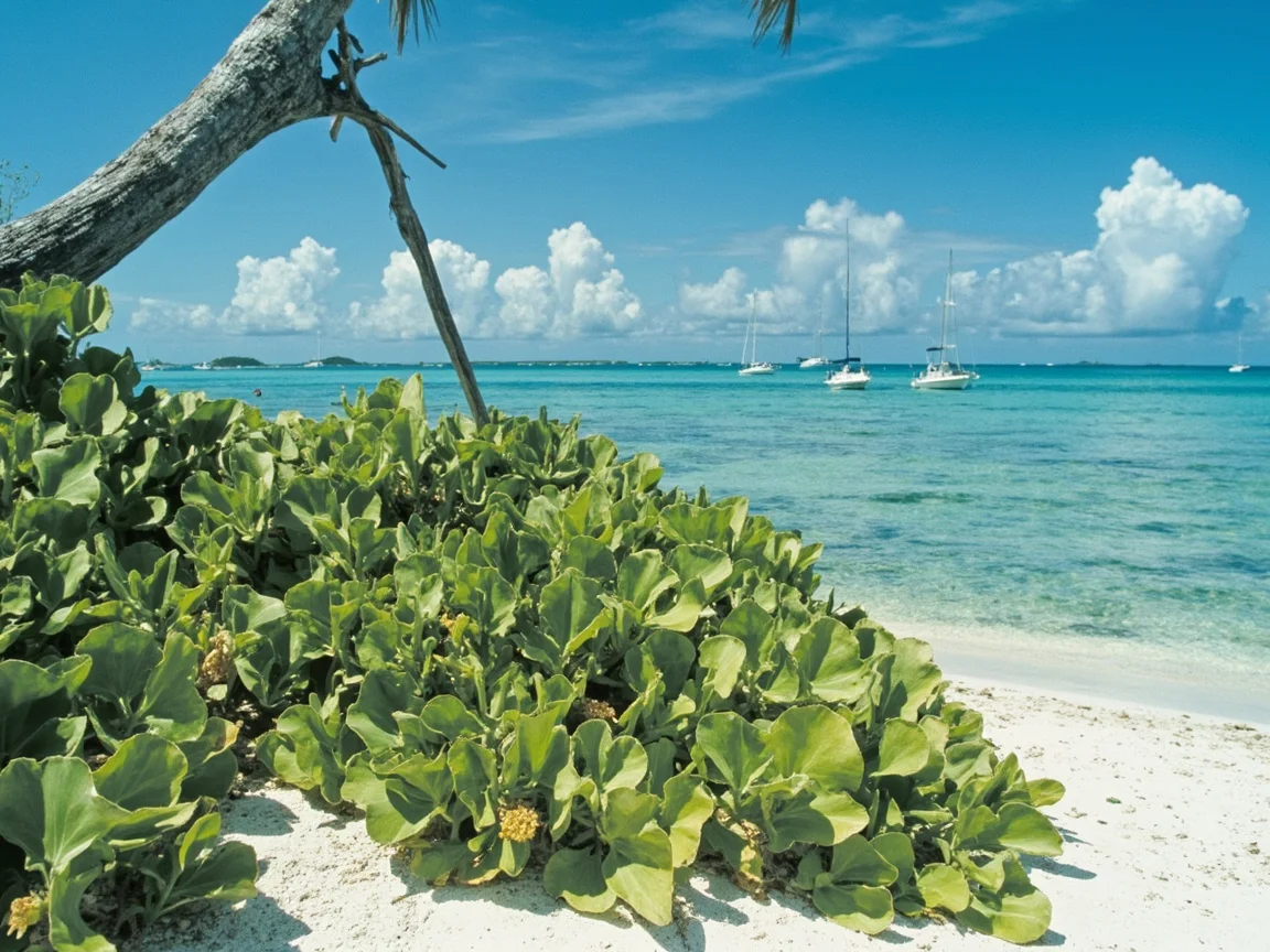 Florida Keys 海灘日落