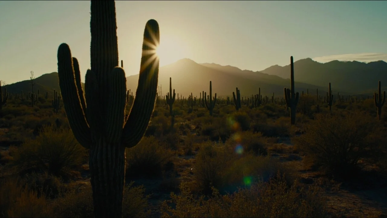 Saguaro National Park 主题封面图