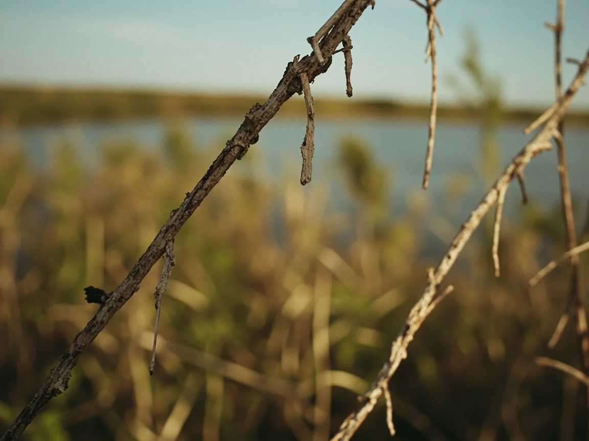 Mississippi Delta 民宿外观